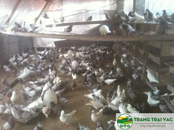 Đột nhập” trang trại nuôi chim công lớn nhất miền Tây - Báo Người lao động