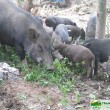 Mô hình nuôi lợn rừng thả núi