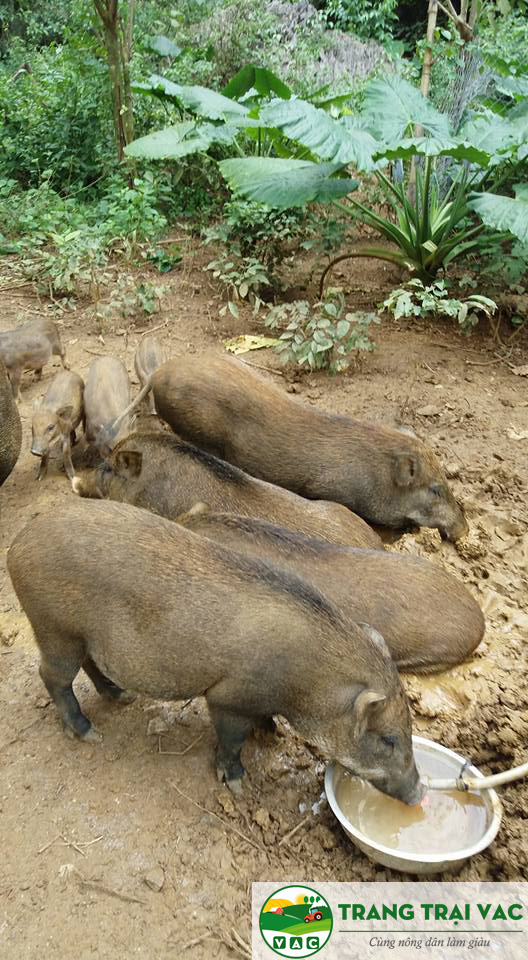 mô hình nuôi lợn rừng thả núi
