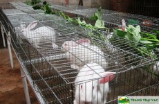 Mô hình nuôi thỏ sạch