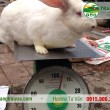 Trọng lượng thỏ thương phẩm